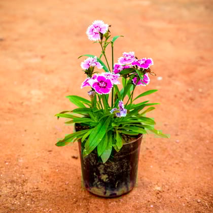 Buy Dianthus Pink in 4 Inch Nursery Pot Online | Urvann.com