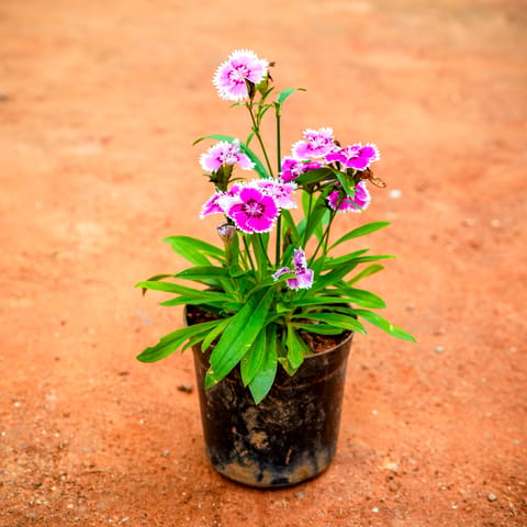 Dianthus Pink in 4 Inch Nursery Pot