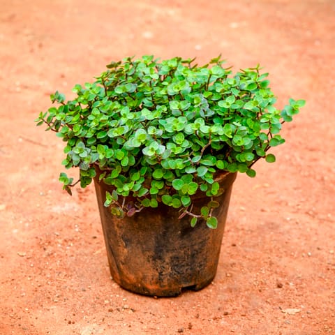 Turtle Vine in 4 Inch Nursery Pot