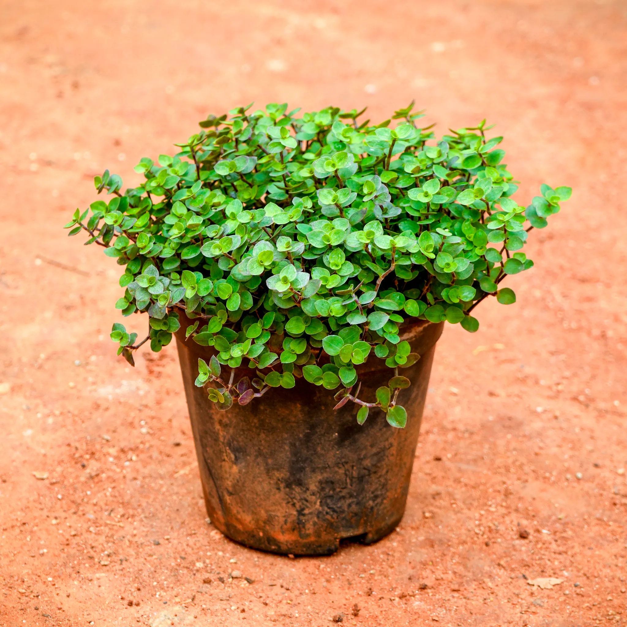 Turtle Vine in 4 Inch Nursery Pot
