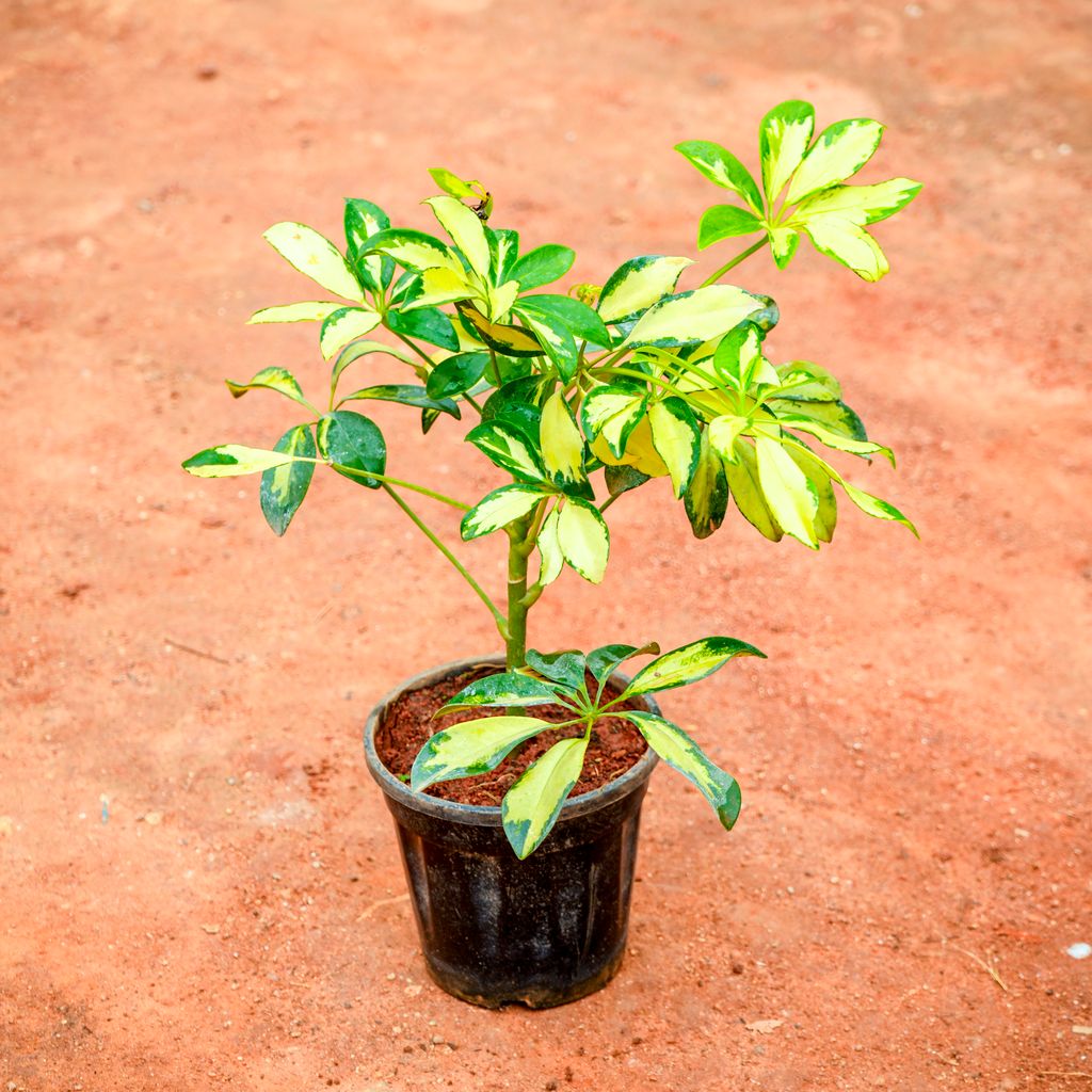 Buy Schefflera Brassia in 4 Inch Nursery Pot Online | Urvann.com Schefflera Brassia in 4 Inch Nursery Pot