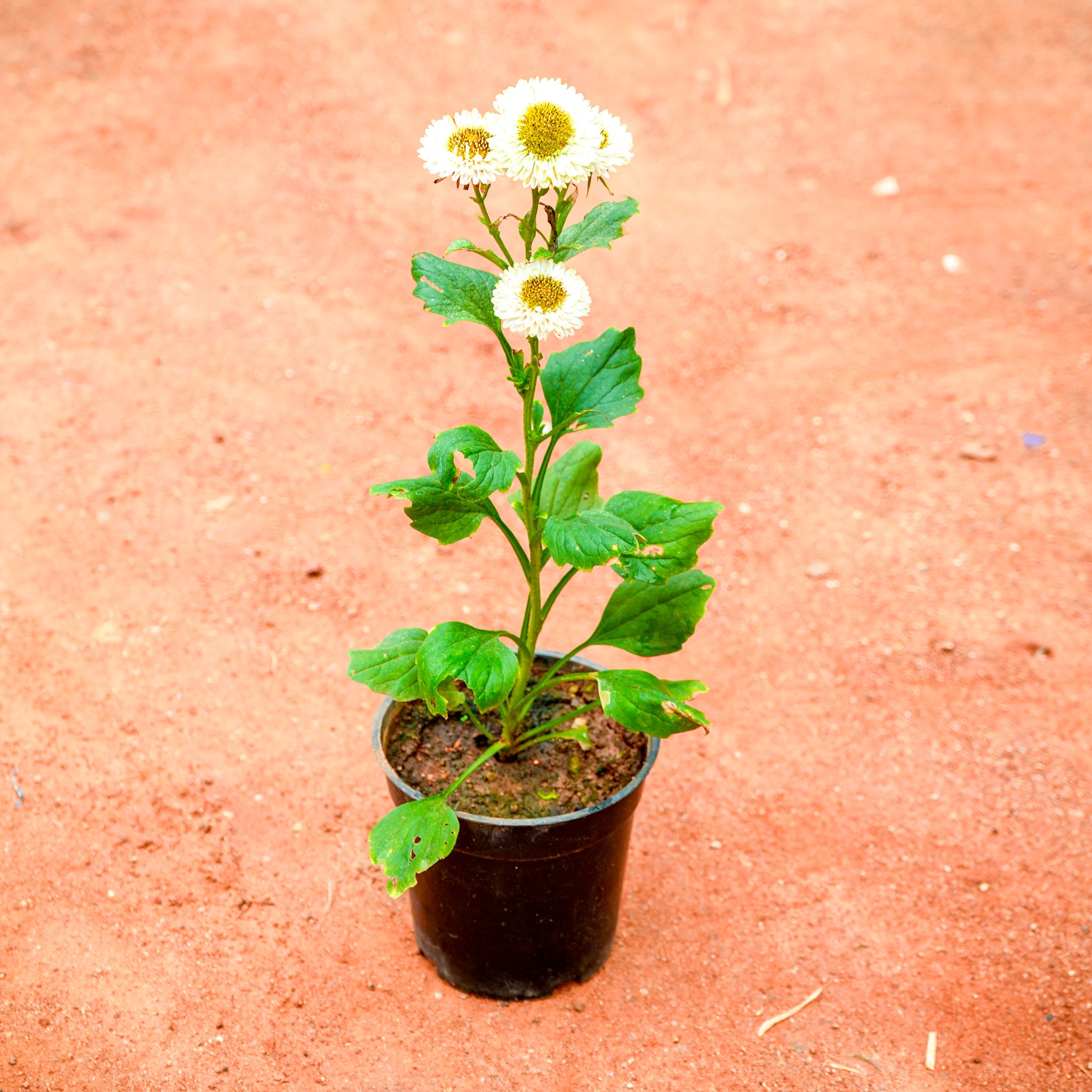 Aster White in 4 Inch Nursery Pot