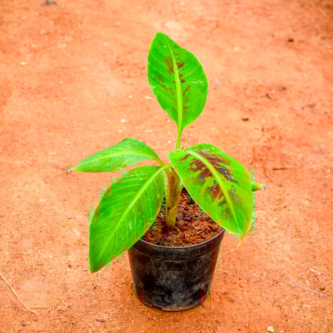 Banana in 4 Inch Nursery Pot