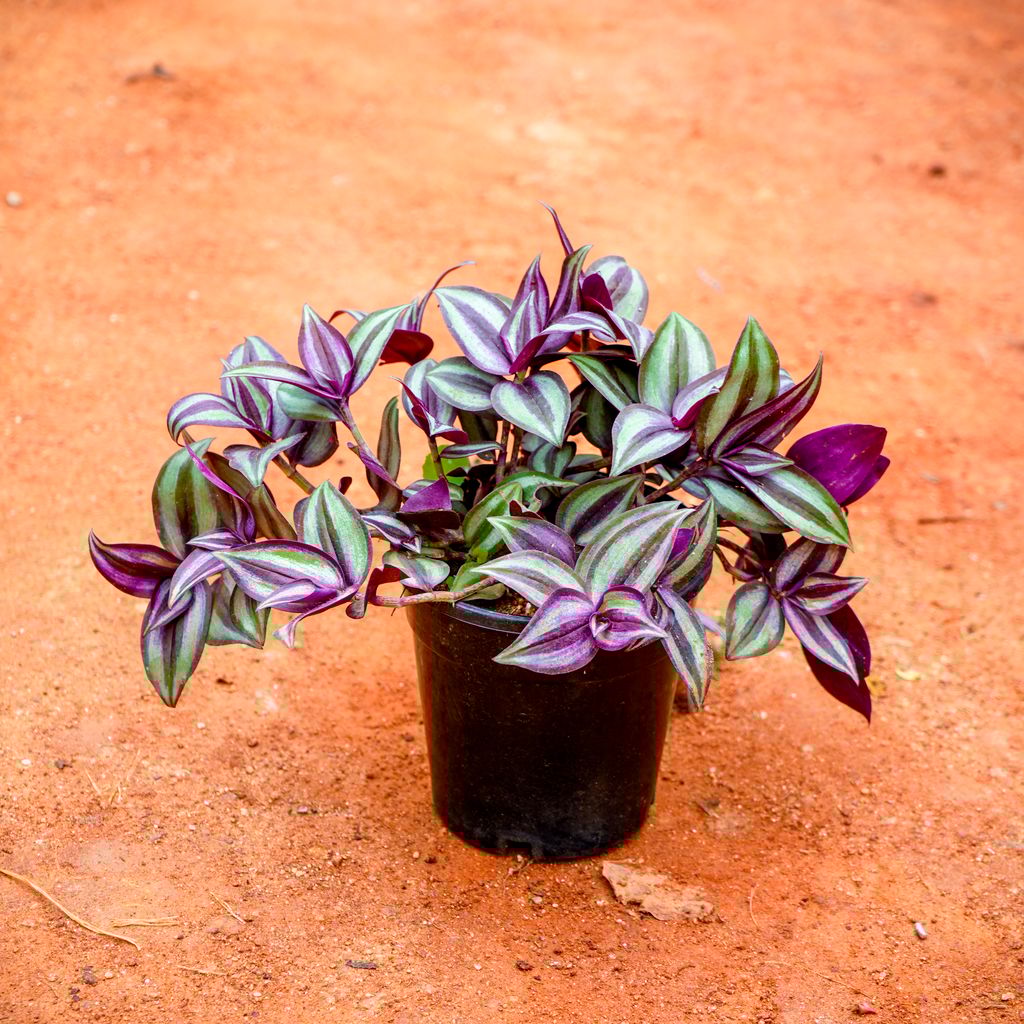Buy Wandering Jew in 4 Inch Nursery Pot Online | Urvann.com Wandering Jew in 4 Inch Nursery Pot