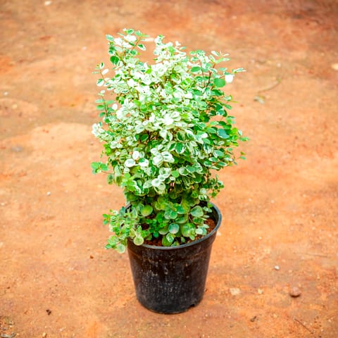 Snow Bush in 4 Inch Live Fresh Plant Nursery Pot in Vikhroli