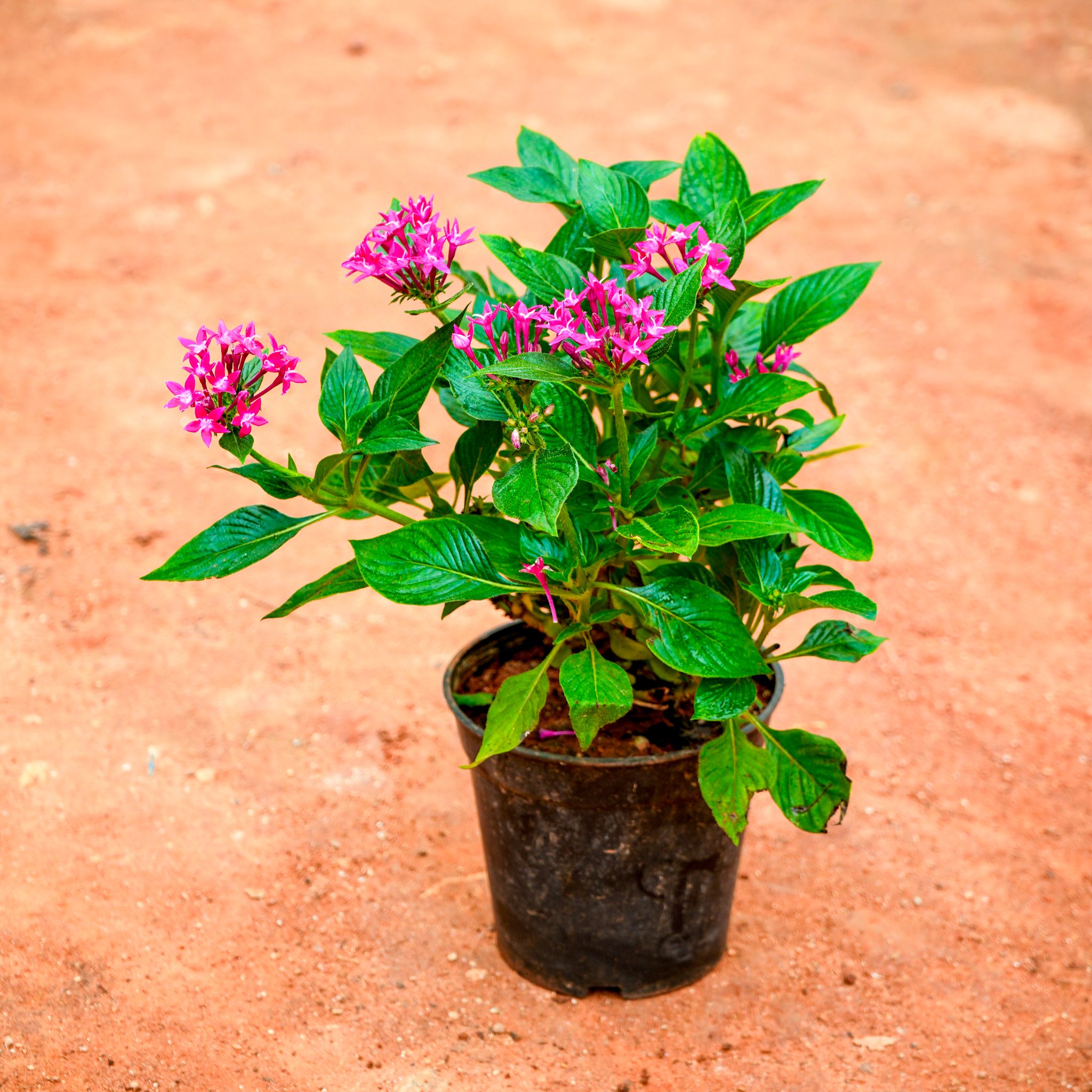 Pentas Pink in 4 Inch Nursery Pot