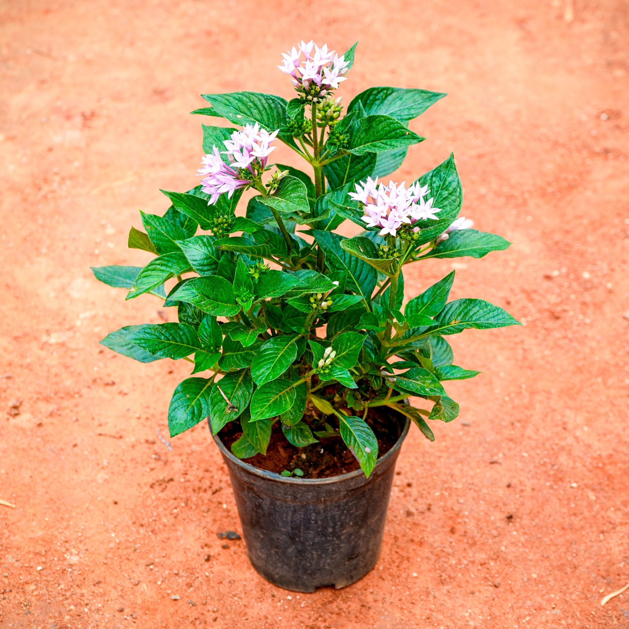 Pentas Light Pink in 5 Inch Nursery Pot