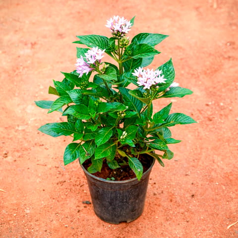 Pentas Light Pink in 5 Inch Nursery Pot