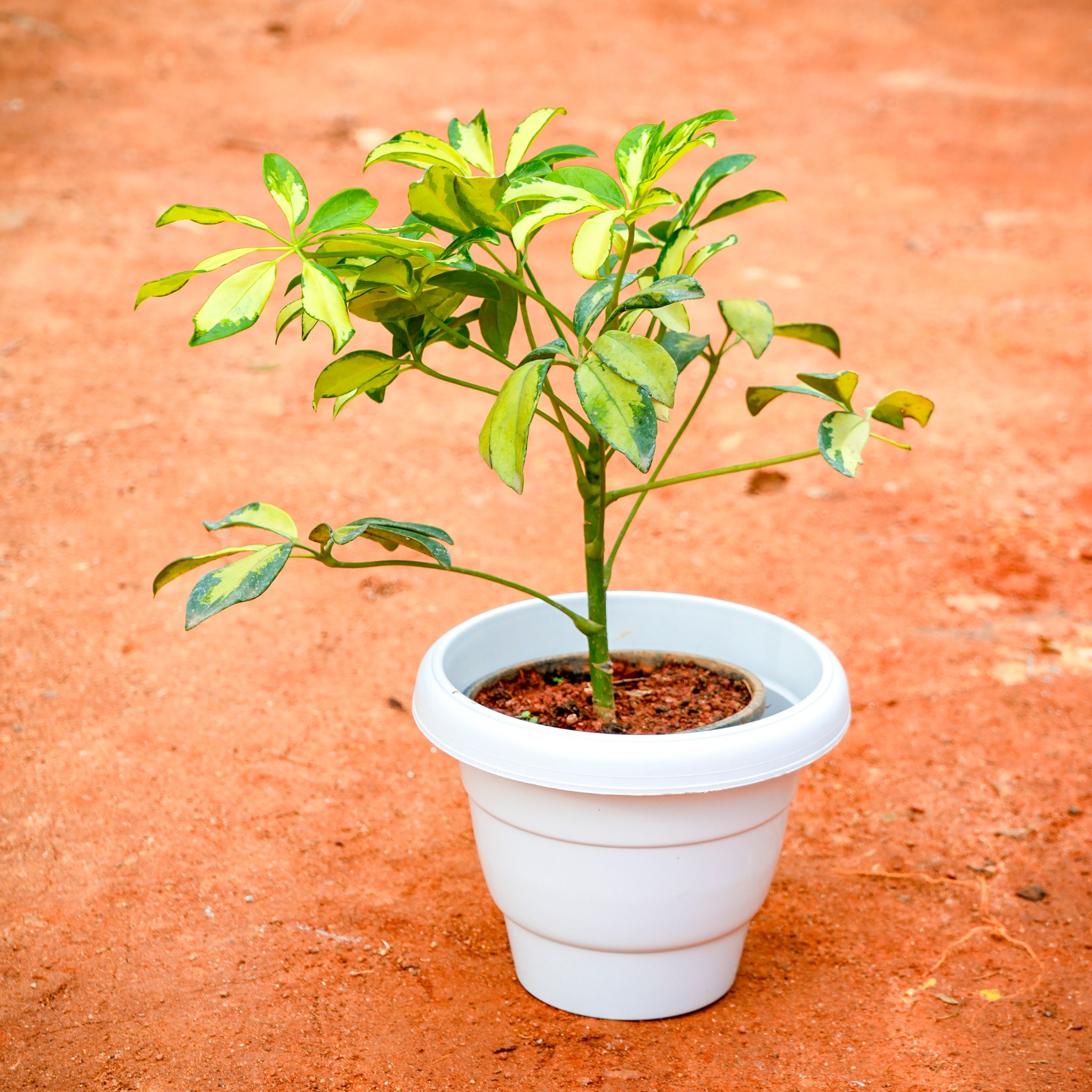 Schefflera Brassia in 8 Inch White Classy Plastic Pot