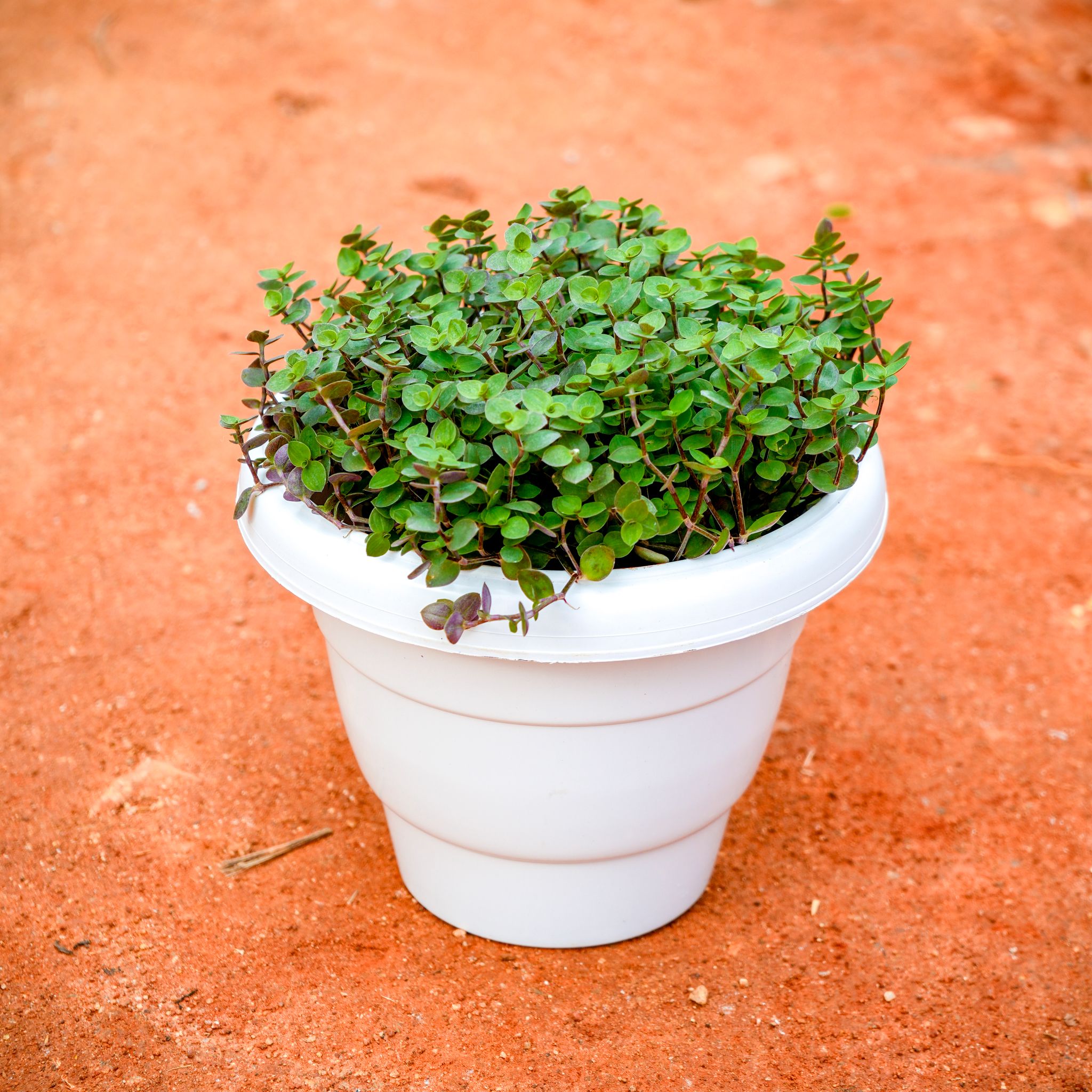 Turtle Vine in 8 Inch White Classy Plastic Pot