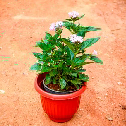Buy Pentas (any colour) in 8 Inch Terracotta Red Olive Plastic Pot Online | Urvann.com