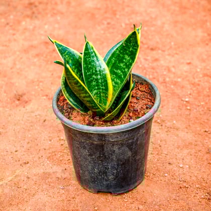 Buy Snake Dwarf yellow in 5 Inch Nursery Pot Online | Urvann.com