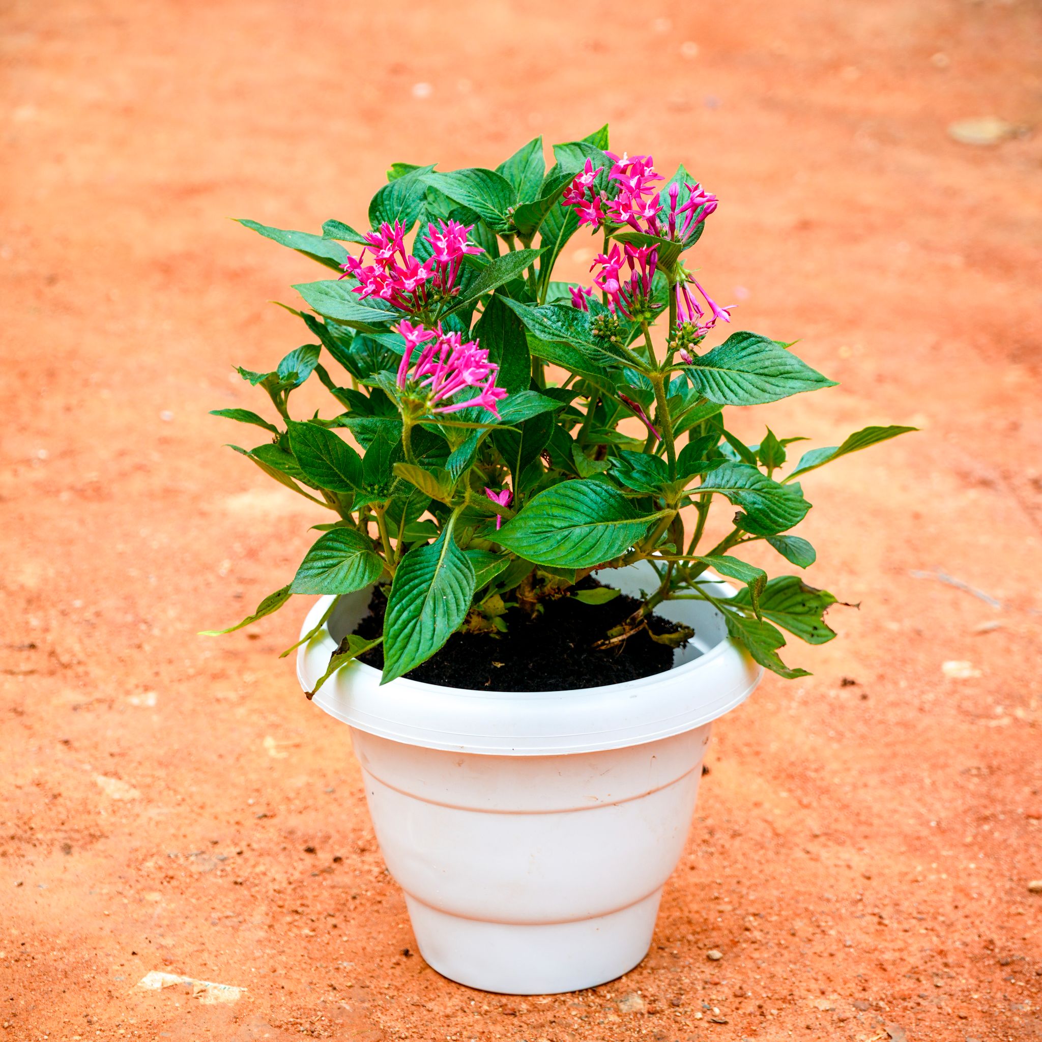 Pentas Pink in 8 Inch White Classy Plastic Pot