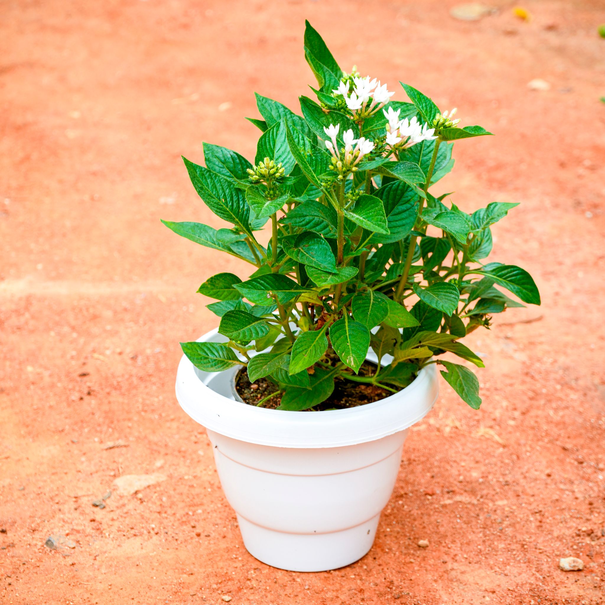 Pentas White in 8 Inch White Classy Plastic Pot