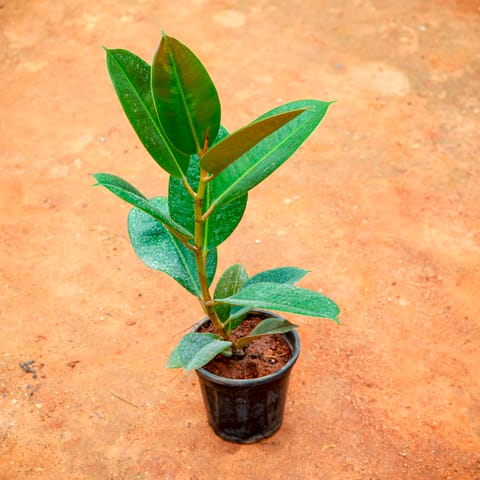 Rubber Green in 5 Inch Nursery Pot