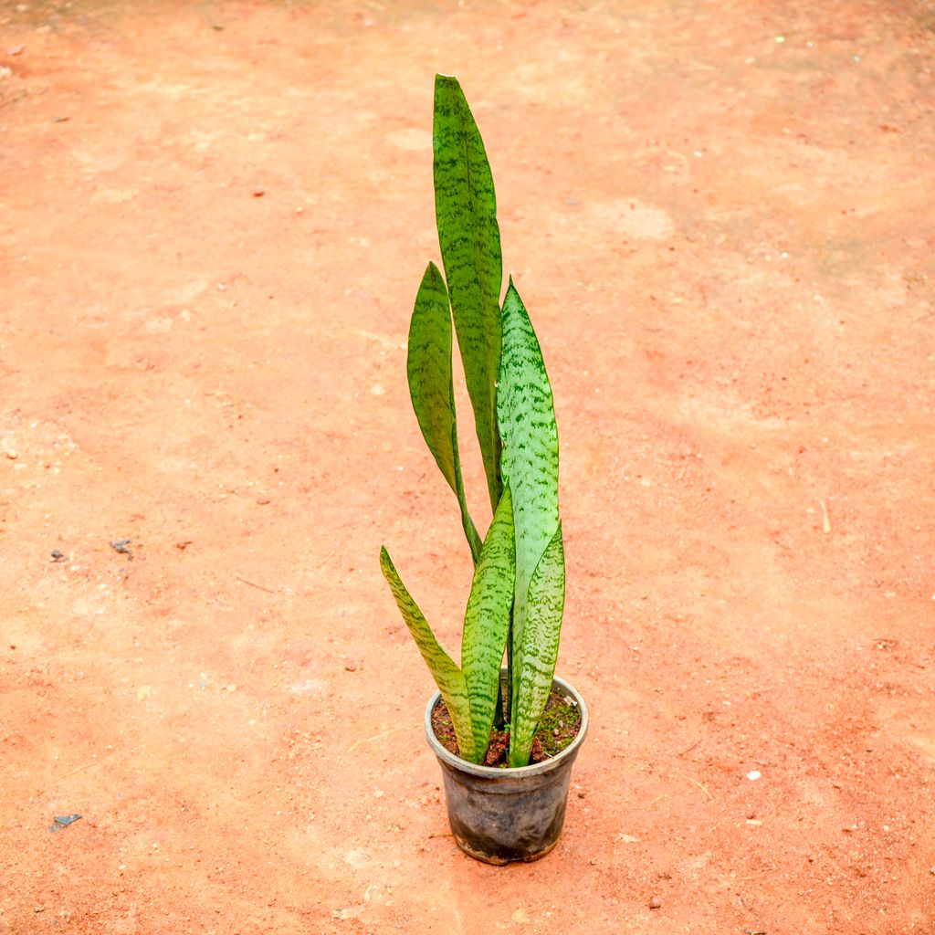 Buy Snake Green Long (~ 1 Ft) in 5 Inch Nursery Pot Online | Urvann.com Snake Green Long (~ 1 Ft) in 5 Inch Nursery Pot