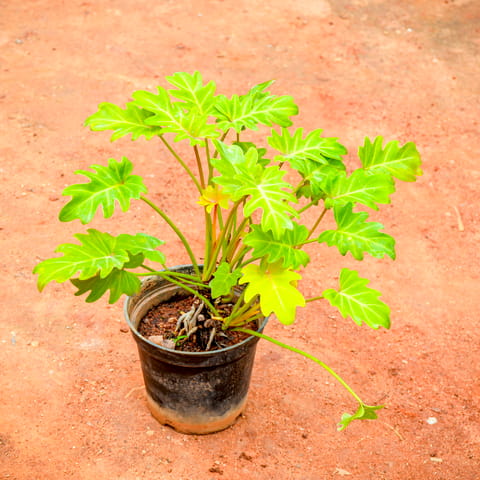 Xanadu Golden in 5 Inch Nursery Pot