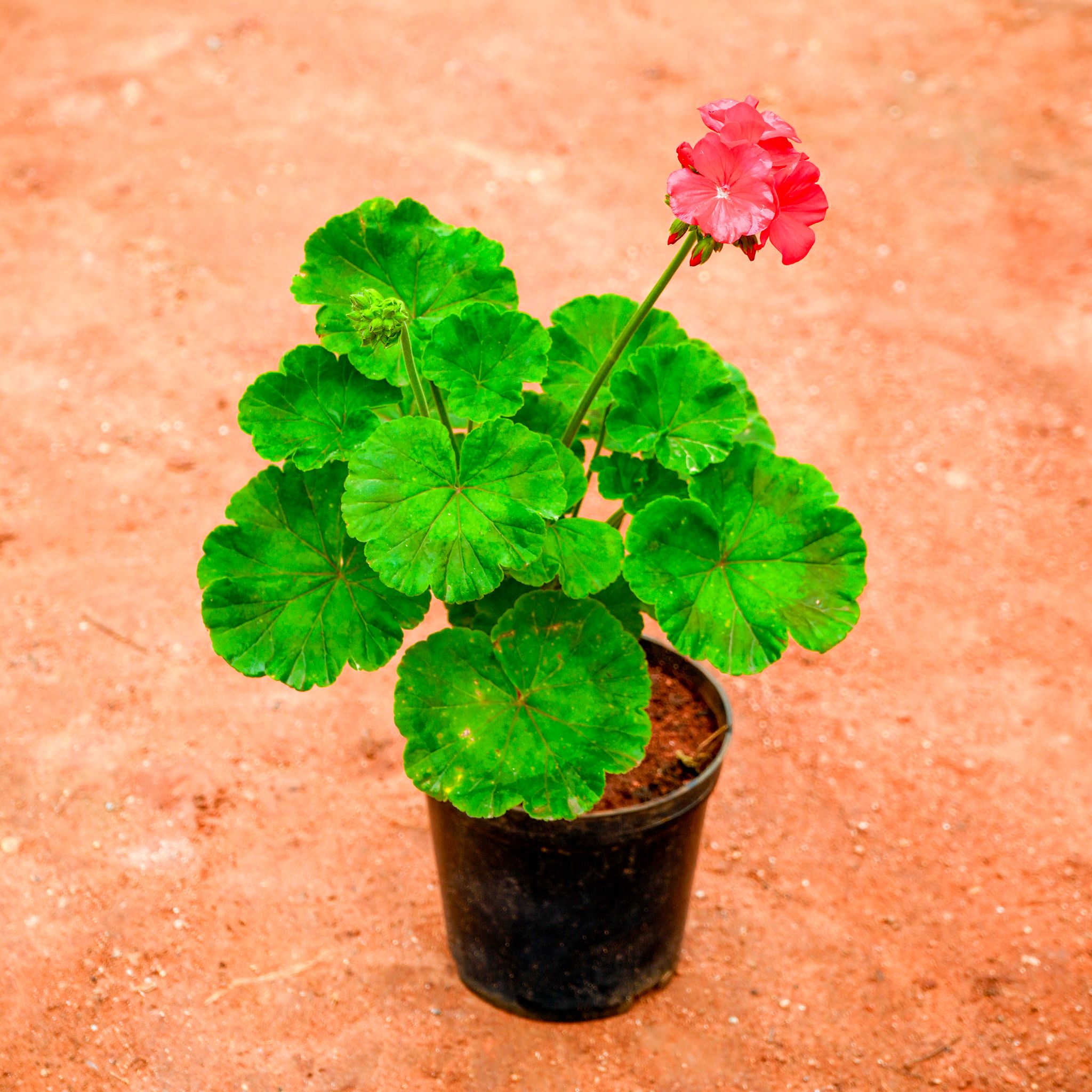 Geranium Red in 5 Inch Nursery Pot