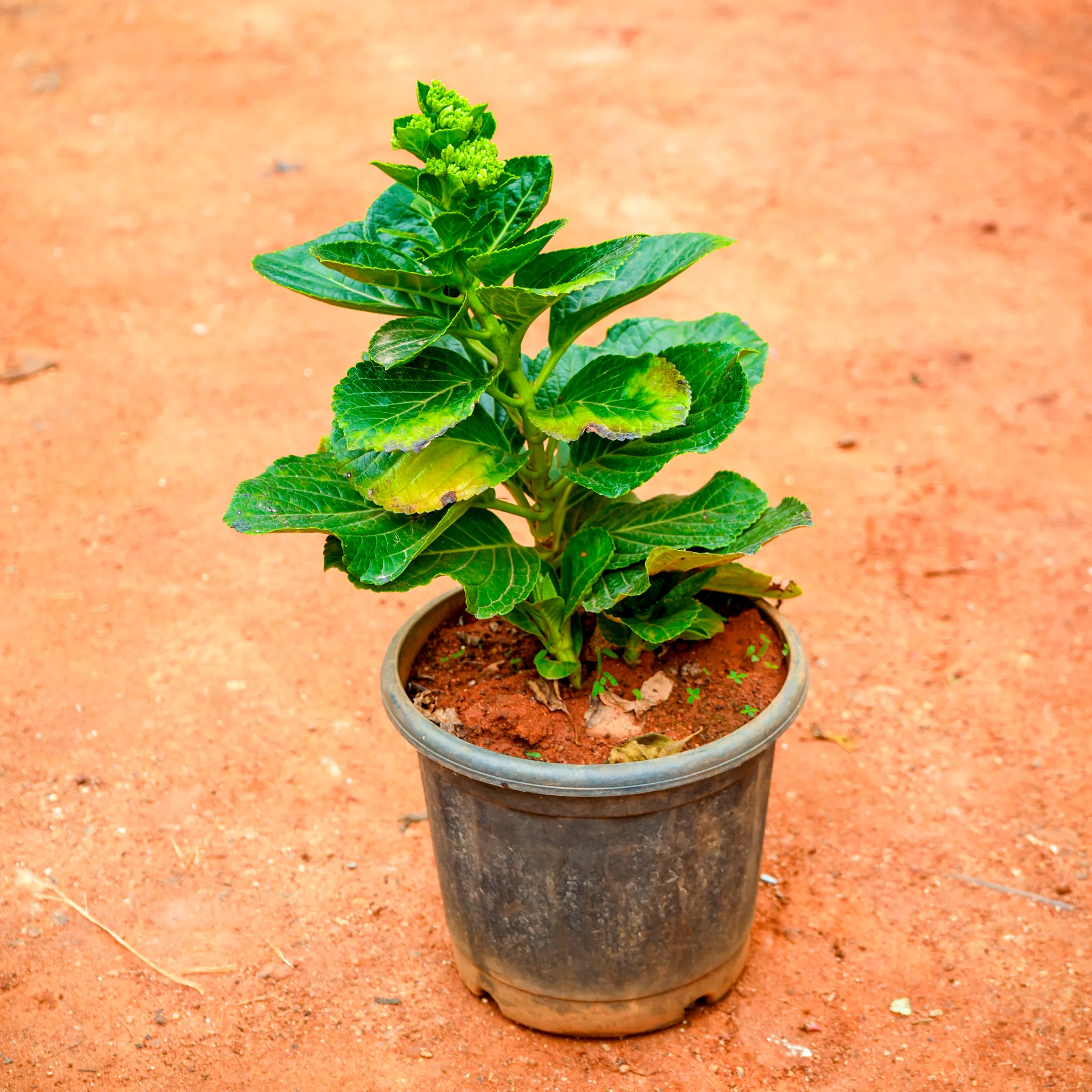 Hydrangea (any colour) in 5 Inch Nursery Pot