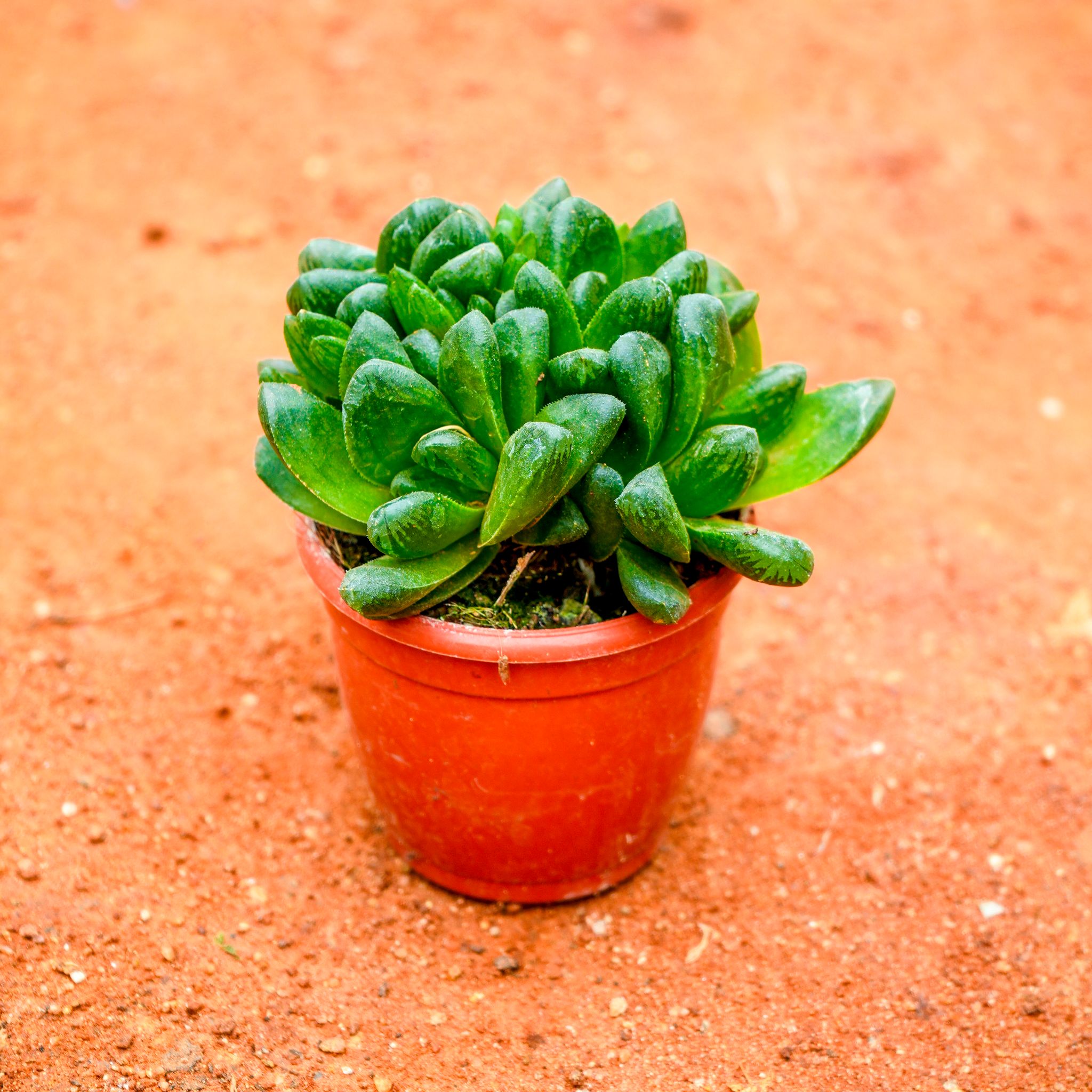 Haworthia Cymbiformis in 3 Inch Nursery Pot