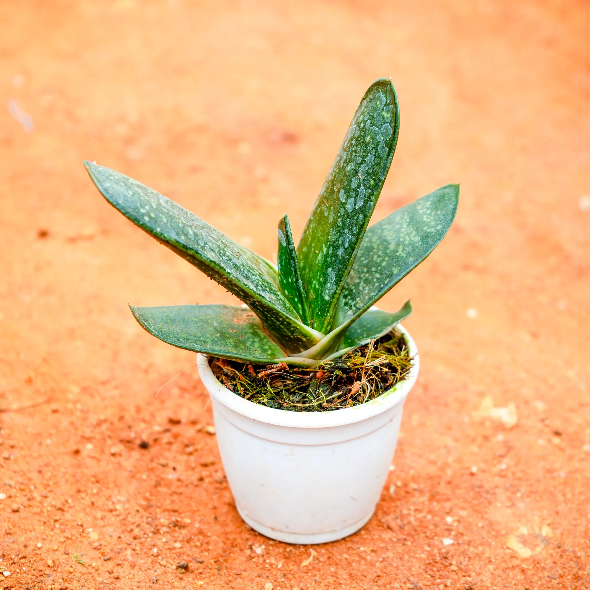 Gasteria armstrongii Succulent in 3 Inch Nursery Pot