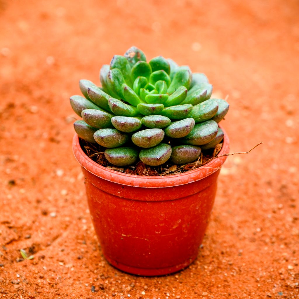 Buy Echeveria setosa Succulent in 3 Inch Nursery Pot Online | Urvann.com Echeveria setosa Succulent in 3 Inch Nursery Pot