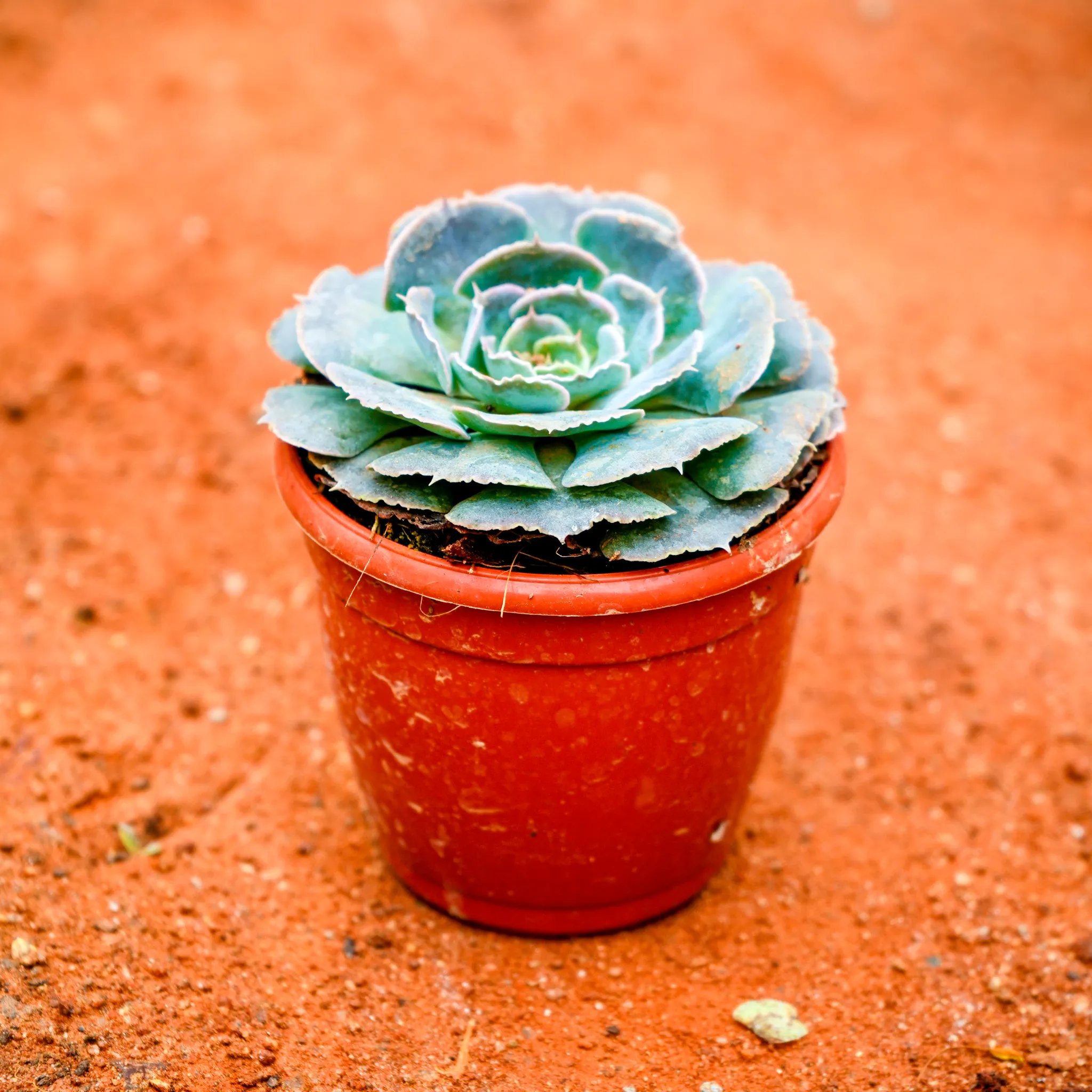 Echeveria Lilacina Succulent in 3 Inch Nursery Pot