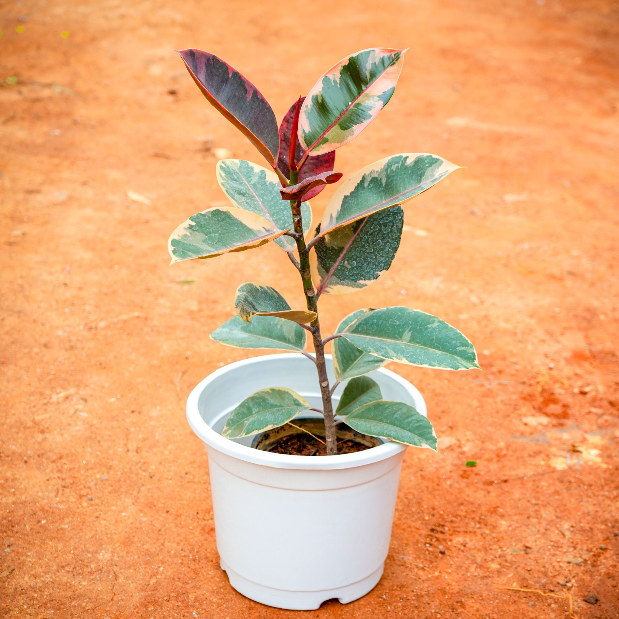 Rubber Pink Variegated in 6 Inch Nursery Pot
