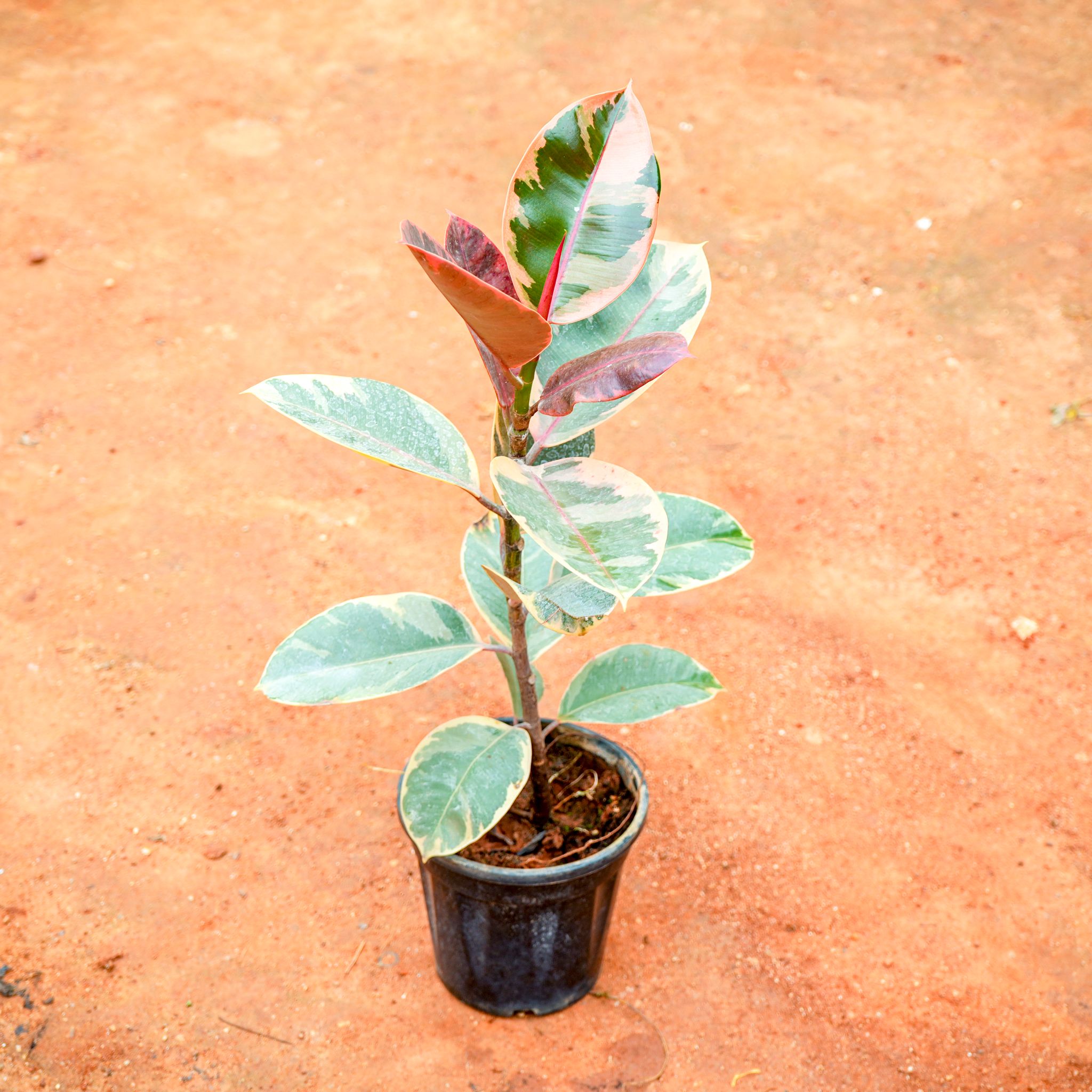 Rubber Pink Variegated in 5 Inch Nursery Pot