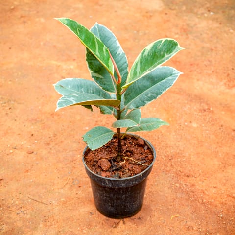 Rubber White Variegated in 5 Inch Nursery Pot