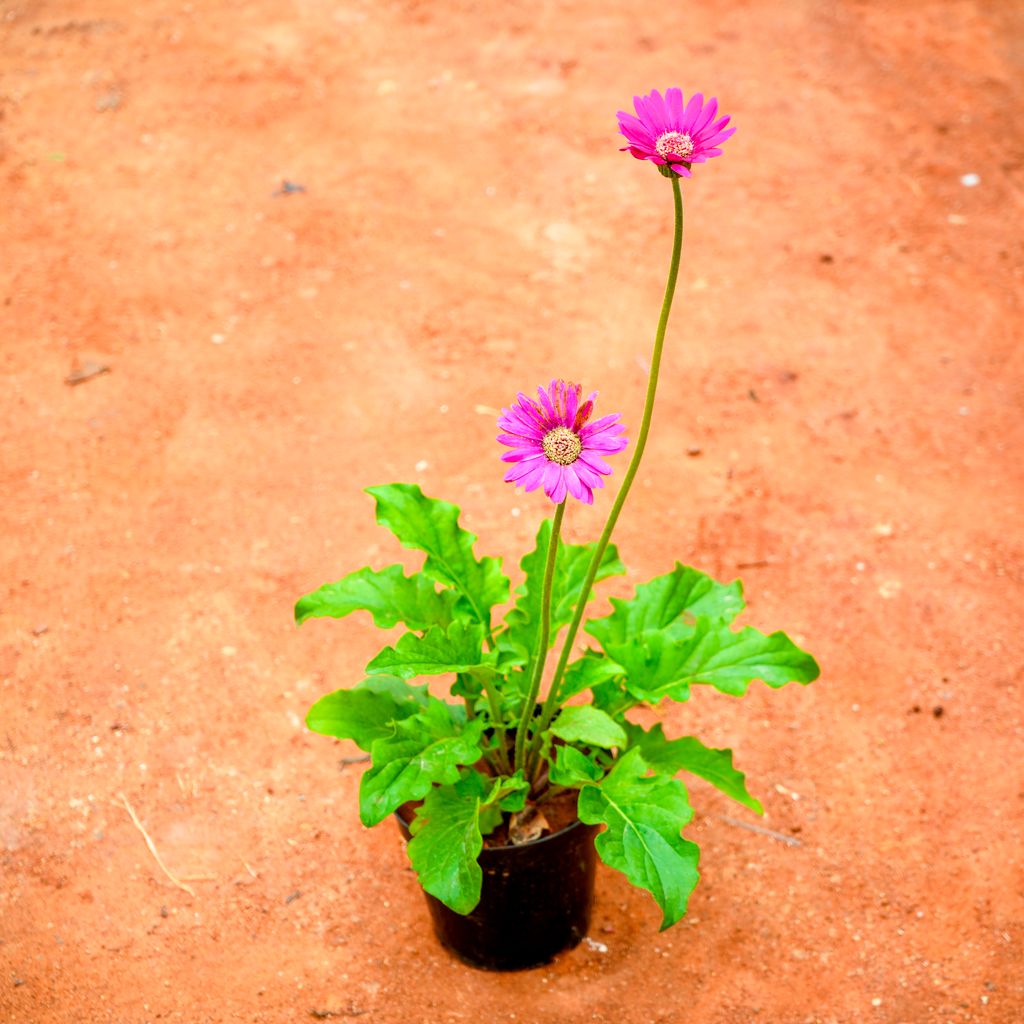Buy Gerbera Pink in 4 Inch Nursery Pot Online | Urvann.com Gerbera Pink in 4 Inch Nursery Pot