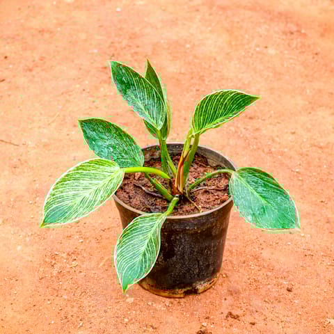 Philodendron Birkin in 5 Inch Nursery Pot