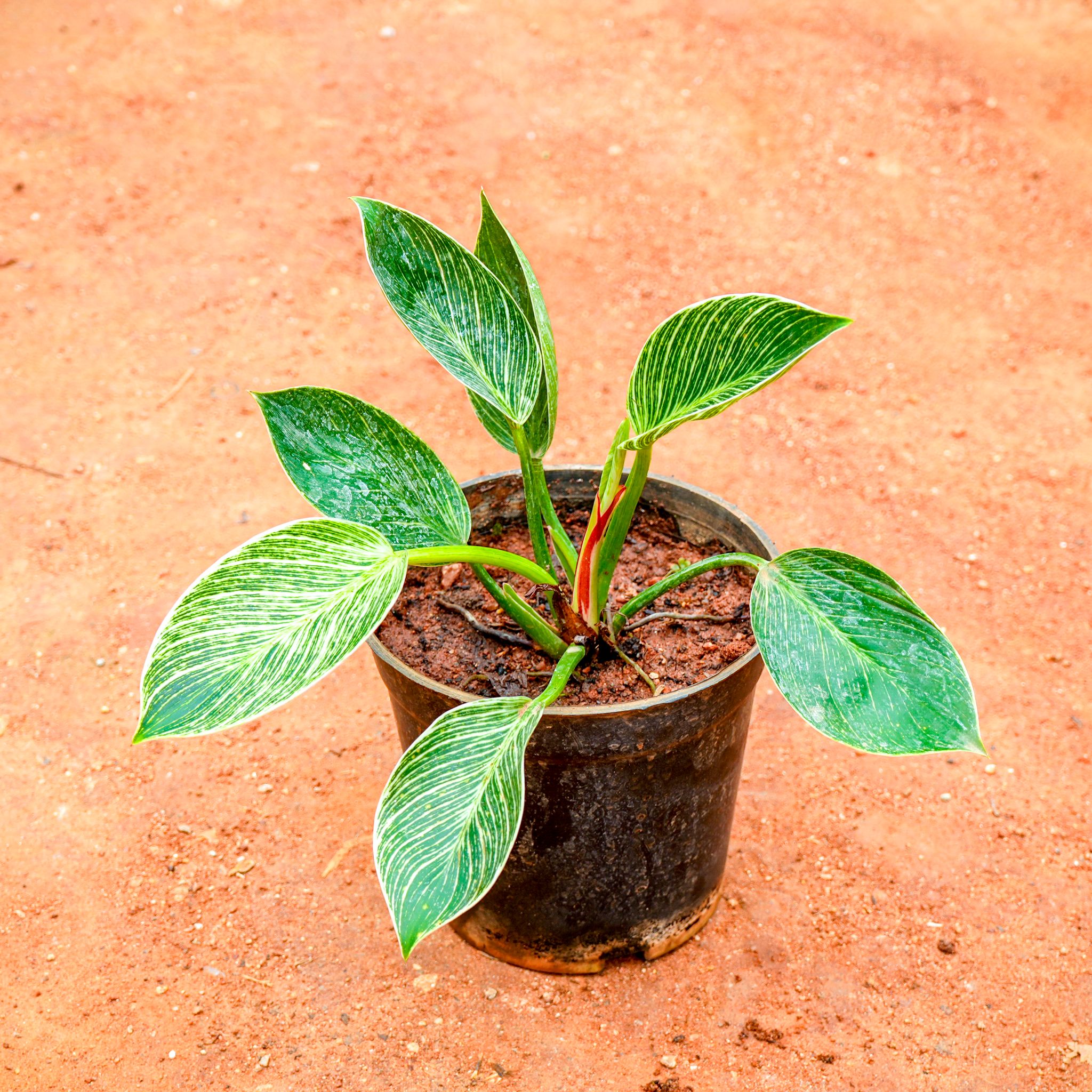 Philodendron Birkin in 5 Inch Nursery Pot