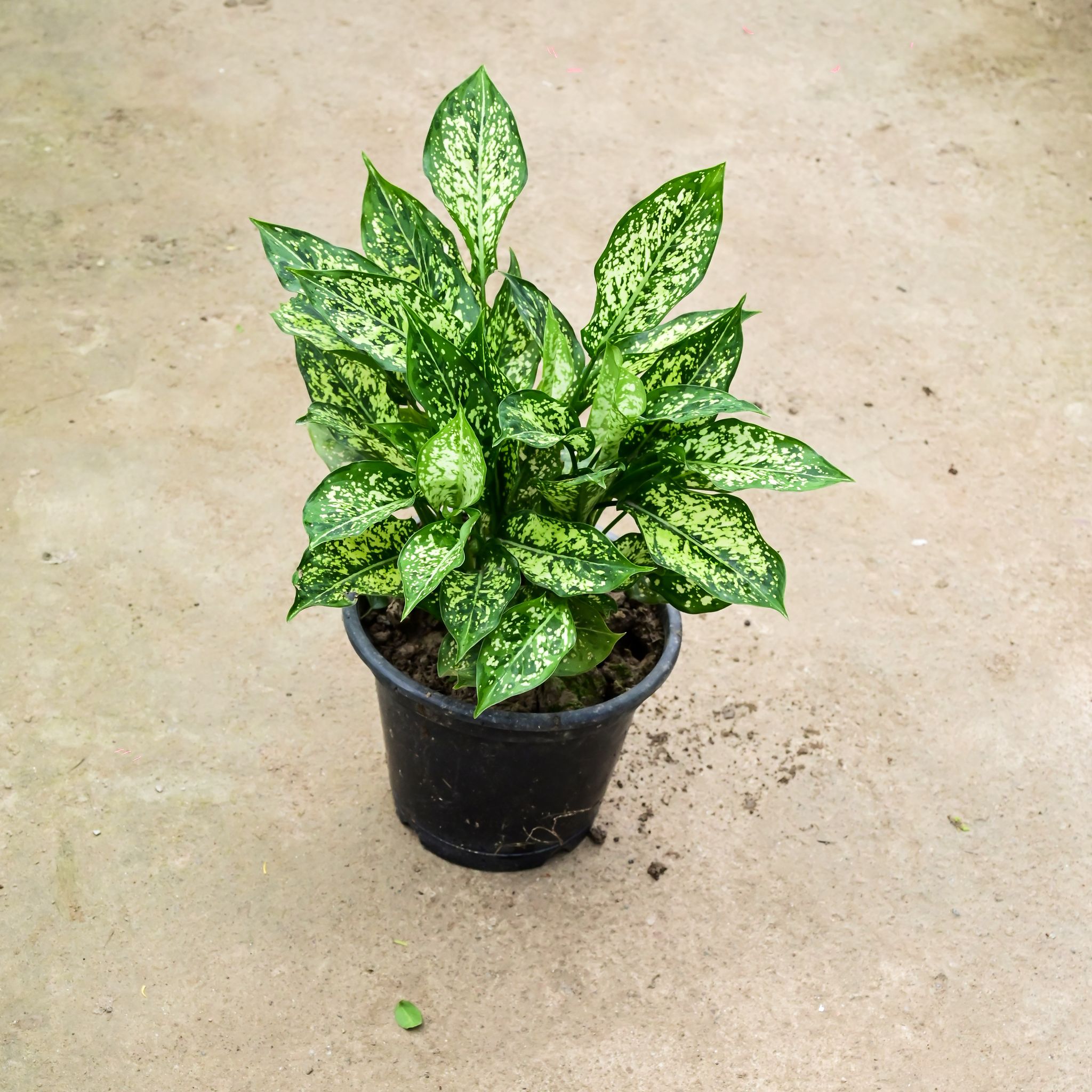 Aglaonema Snow White (Bushy) in 8 Inch Nursery Pot