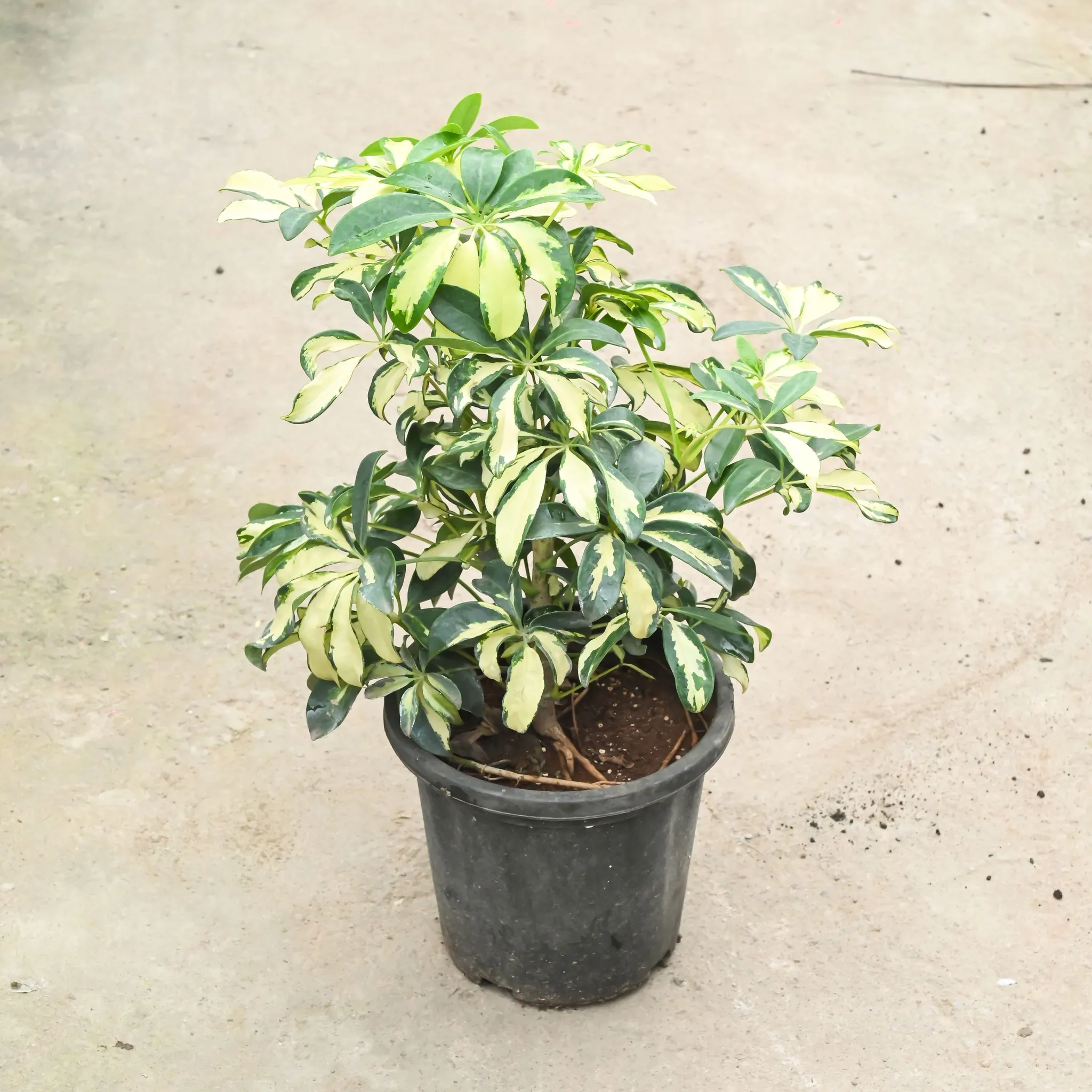 Schefflera Variegated in 8 Inch Nursery Pot