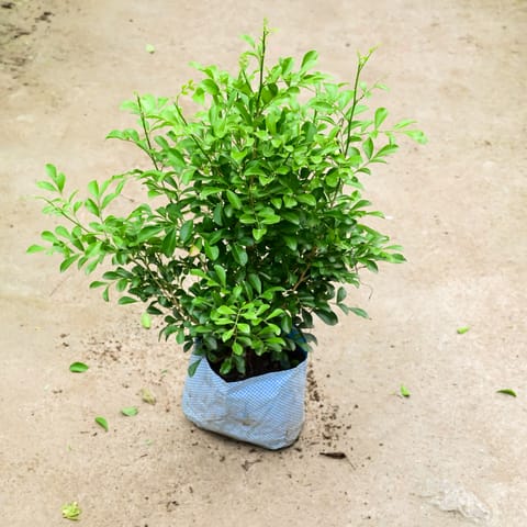 Madhu Kamini / Murraya (Bushy) in 10 Inch Live Plant Nursery Bag