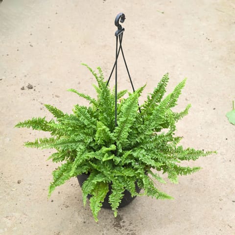 Fern Green Bushy in 8 Inch Black Hanging Basket