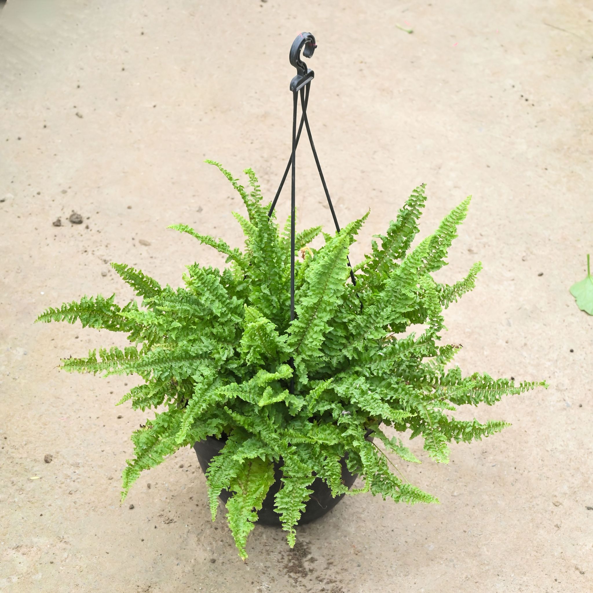 Fern Green Bushy in 8 Inch Black Hanging Basket