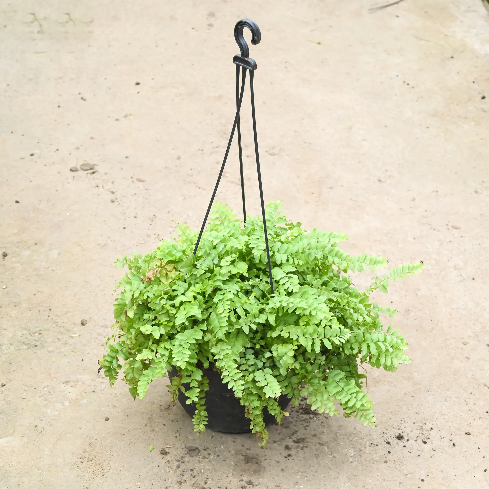 Fern Green (Pune Variety) in 8 Inch Black Hanging Basket