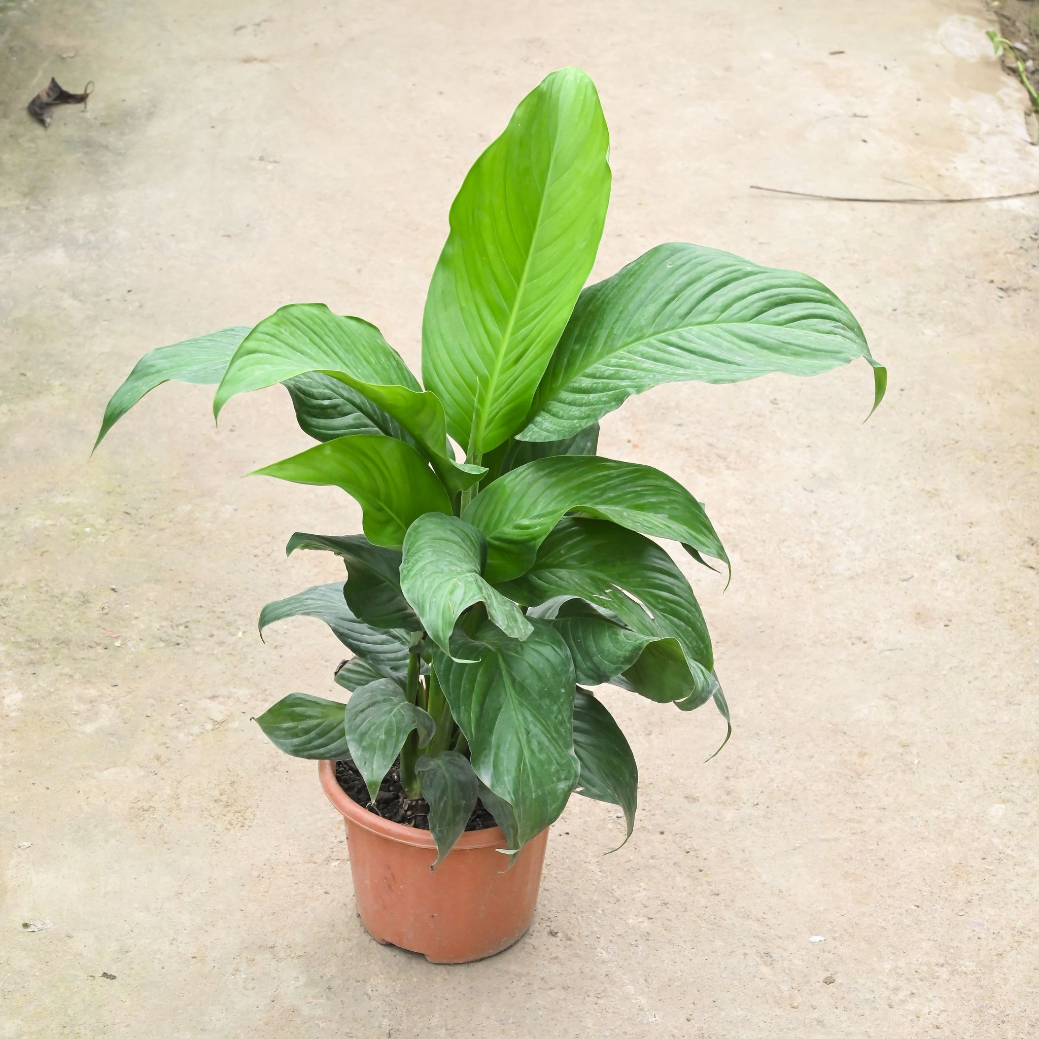 Peace Lily (Pune Variety) (~ 1.5 Ft) in 8 Inch Nursery Pot