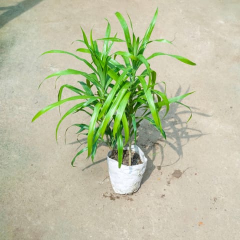 Dracaena Green (~ 1 Ft) in 4 Inch Nursery Bag