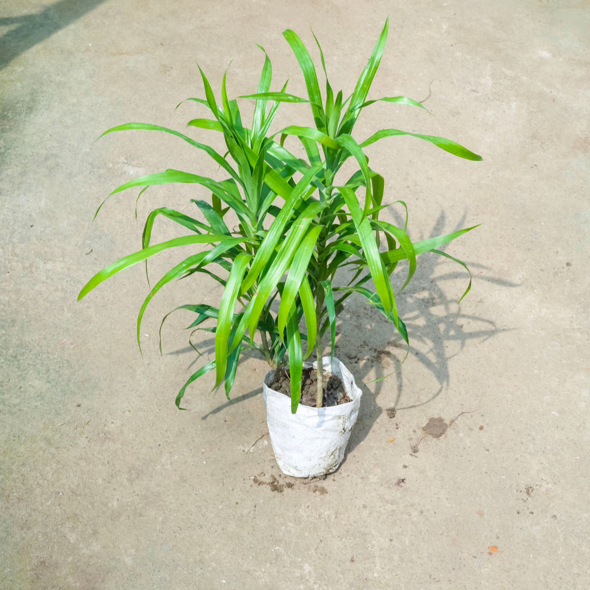 Dracaena Green (~ 1 Ft) in 4 Inch Nursery Bag