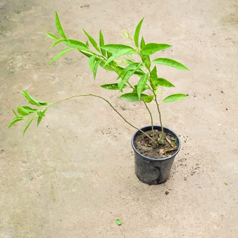 Raat Ki Rani / Night Blooming Jasmine (~ 2 Ft) in 6 Inch Nursery Pot