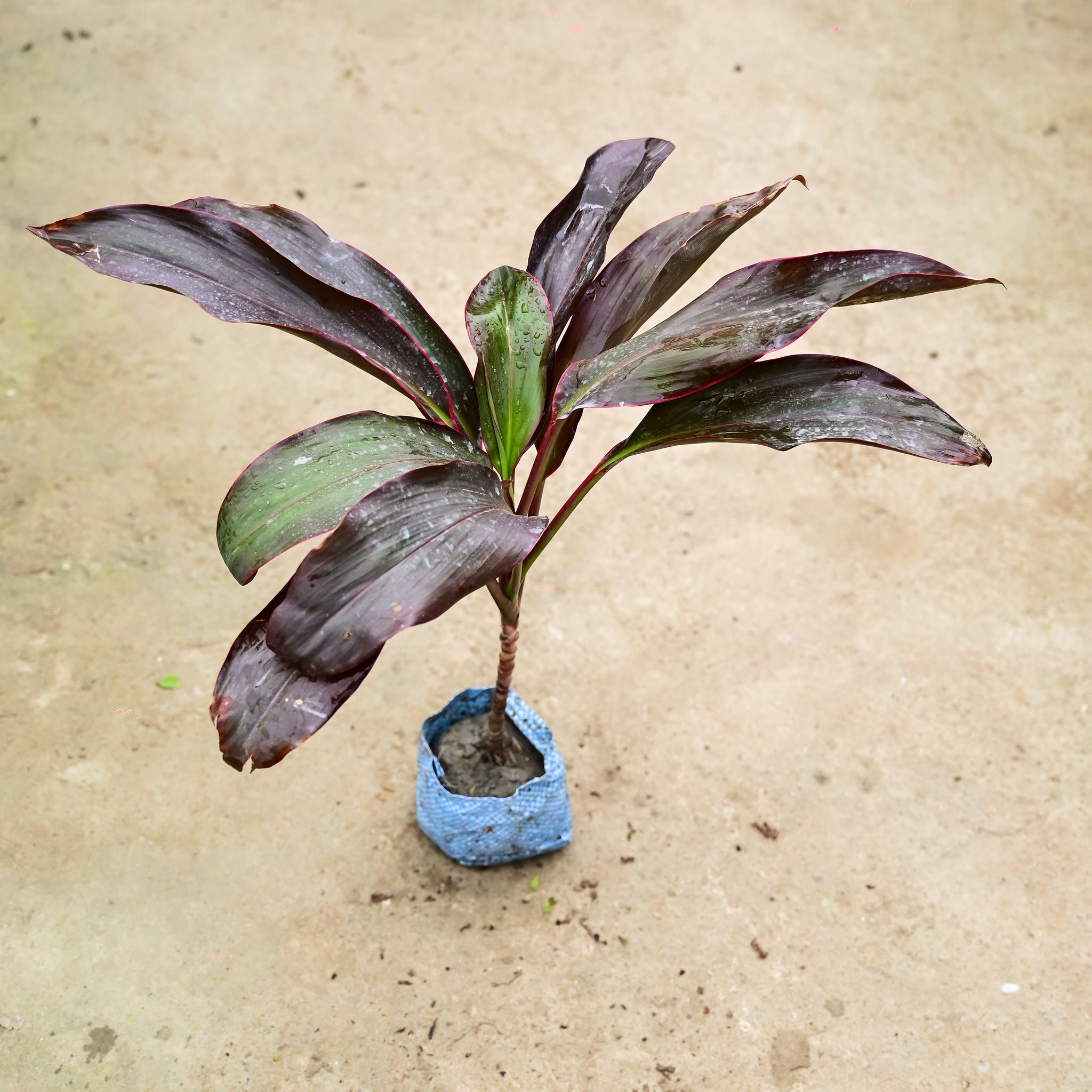 Dracaena Rosea in 4 Inch Nursery Bag