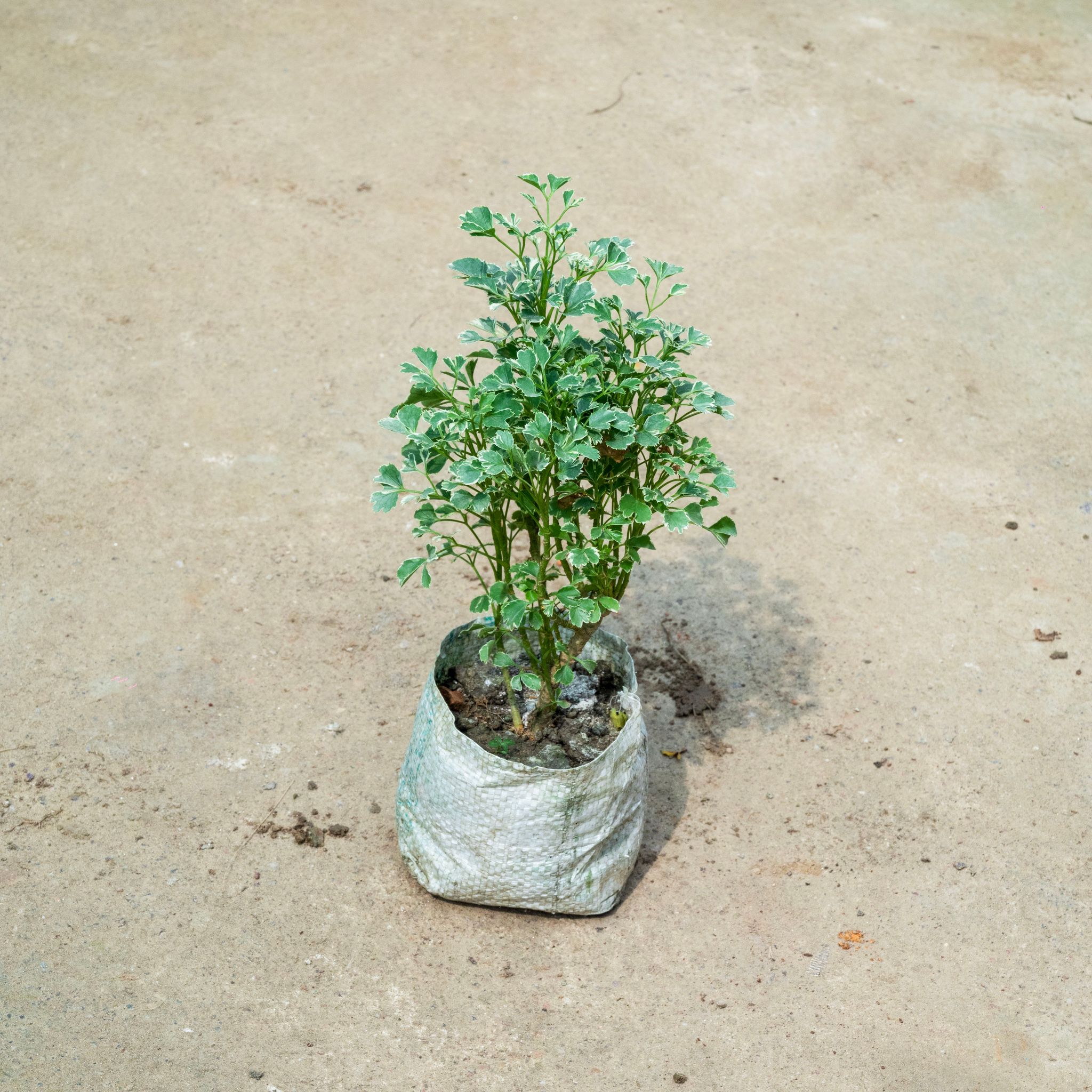 Aralia Variegated in 4 Inch Nursery Bag