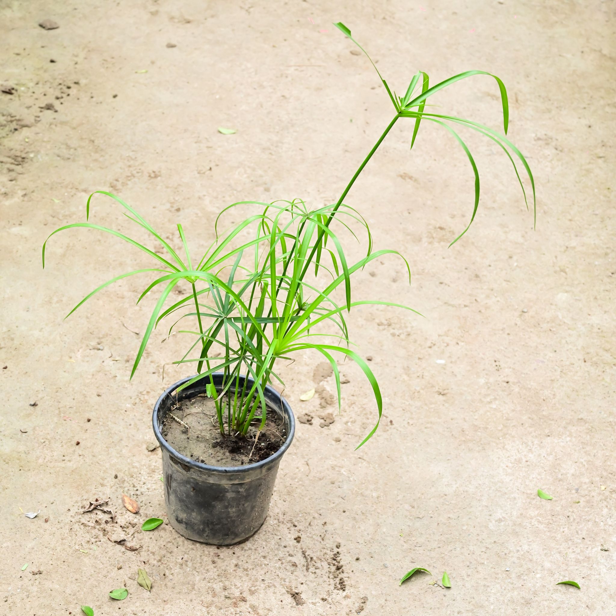 Umbrella Palm in 6 Inch Nursery Pot