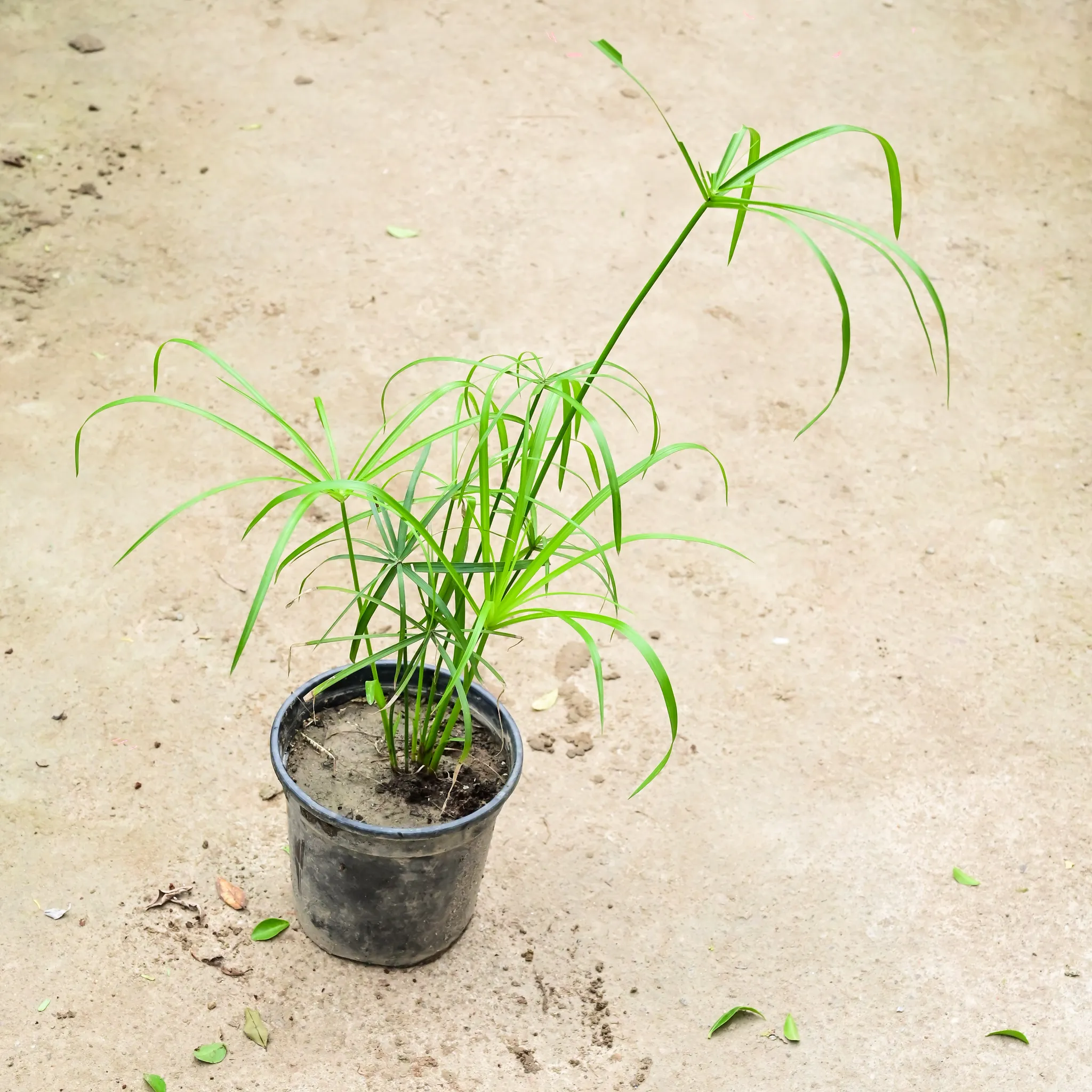 Umbrella Palm in 6 Inch Nursery Pot