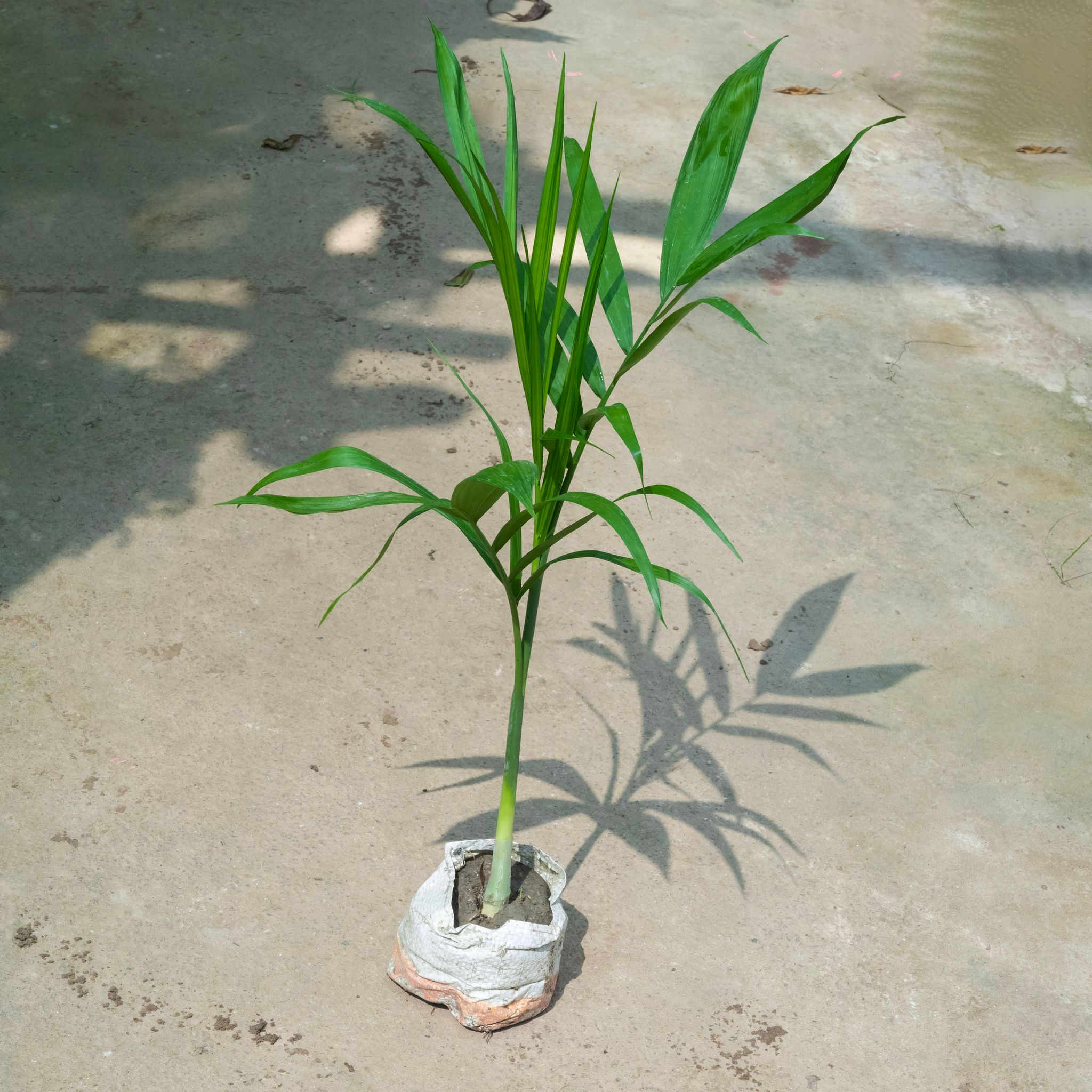 Chikotiya / Sepotia Palm (~ 1.5 Ft) in 4 Inch Nursery Bag