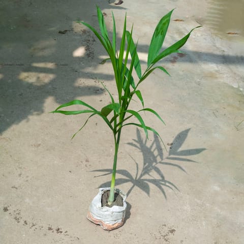 Chikotiya / Sepotia Palm (~ 1.5 Ft) in 4 Inch Nursery Bag