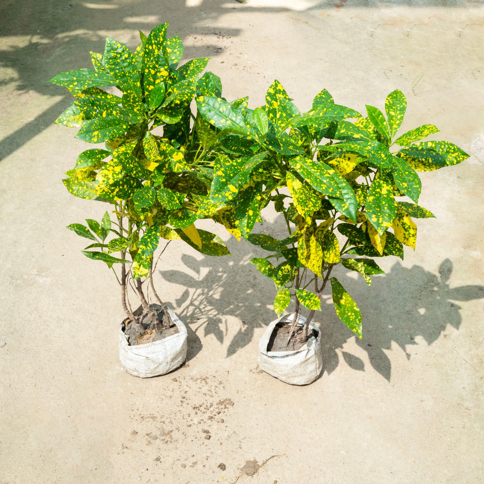 Set Of 2 - Baby Croton in 4 Inch Nursery Bag